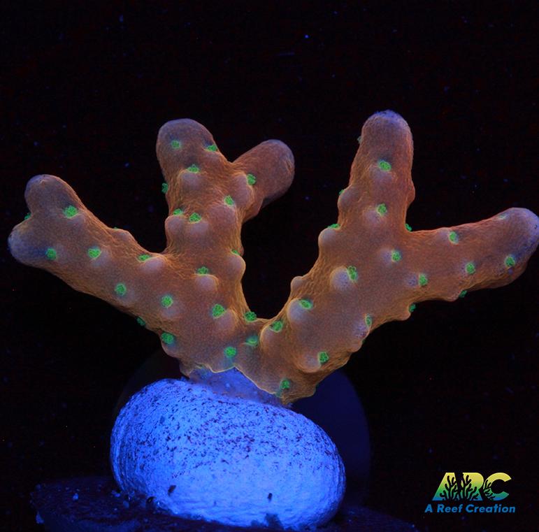RRC Tropicana Anacropora