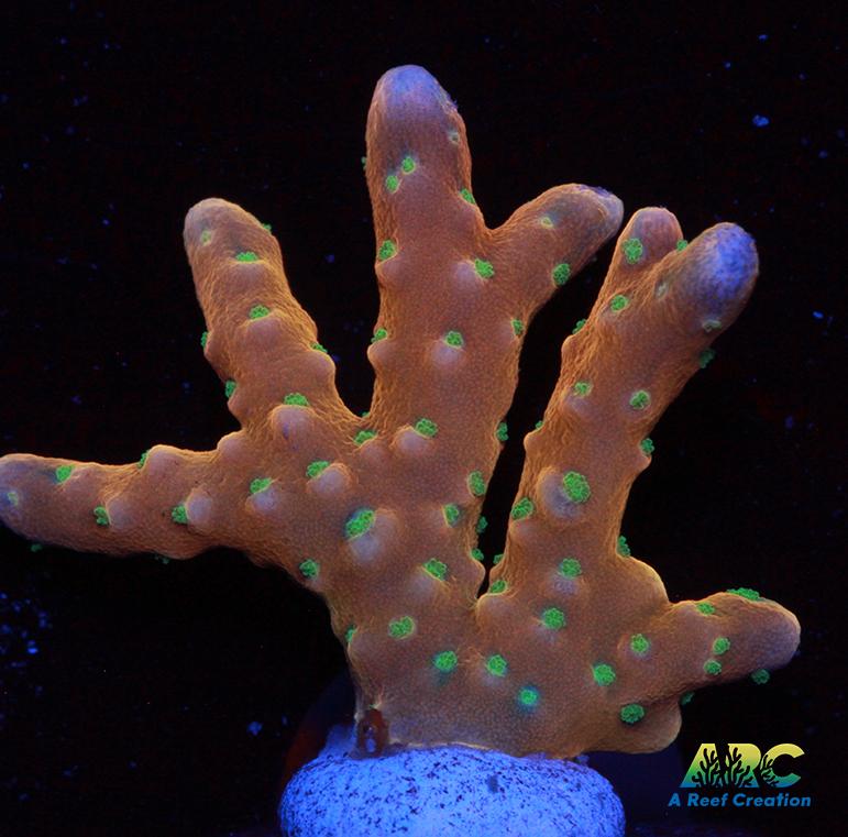 RRC Tropicana Anacropora