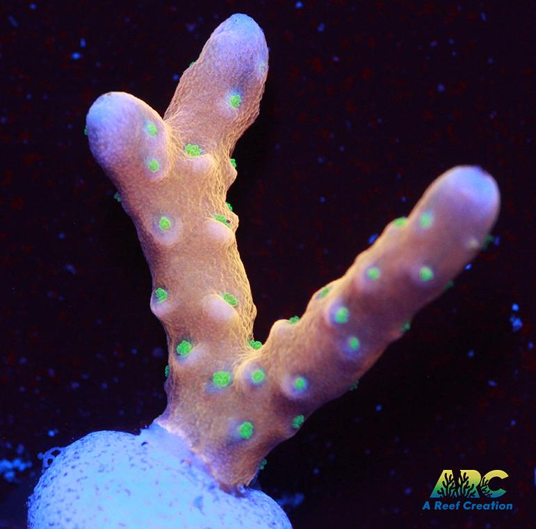 RRC Tropicana Anacropora