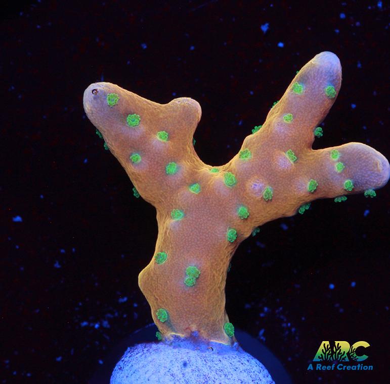 RRC Tropicana Anacropora