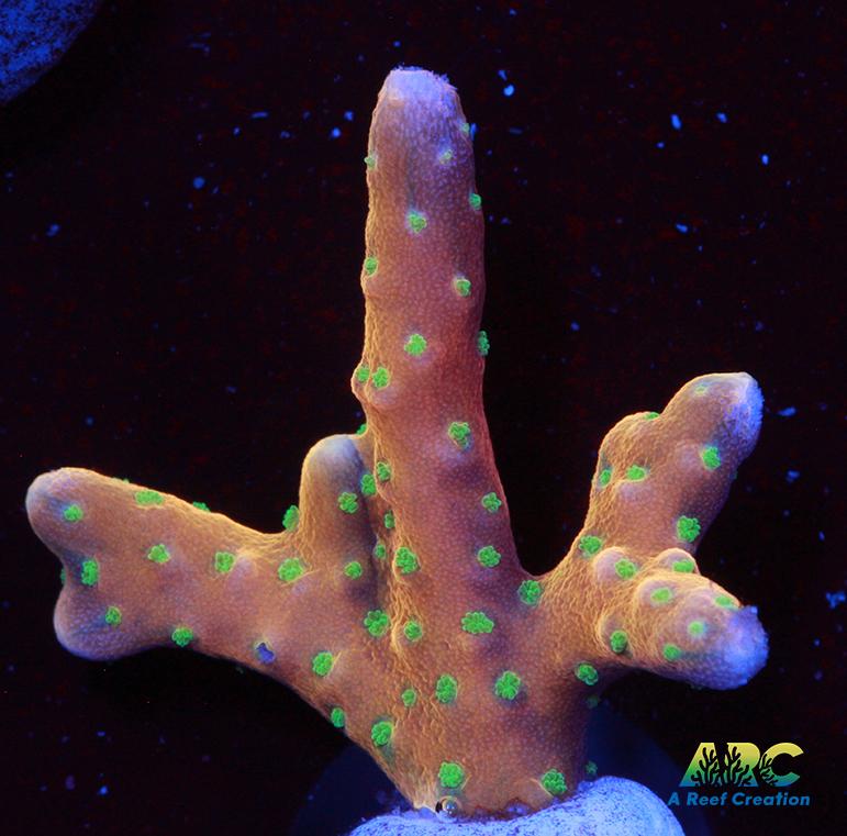 RRC Tropicana Anacropora