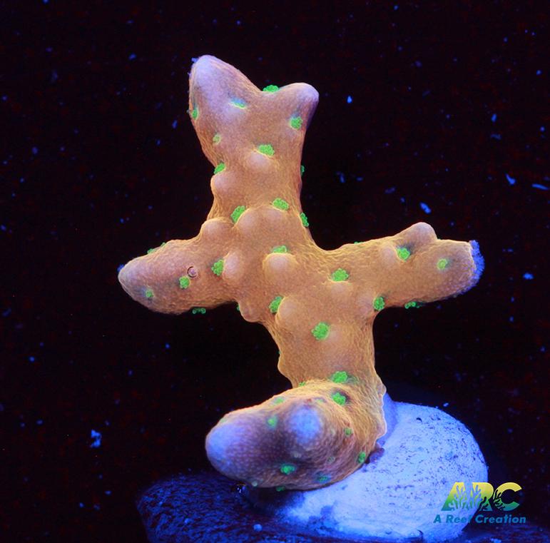 RRC Tropicana Anacropora