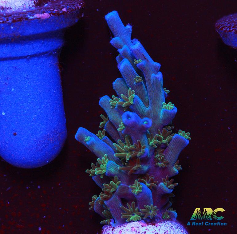 ARC Blueberry Echinata