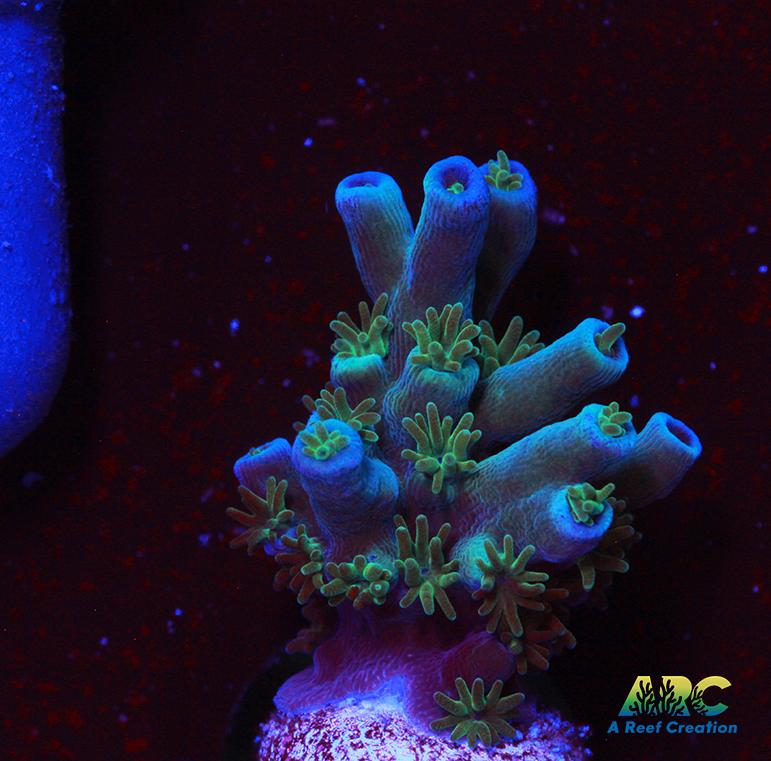 ARC Blueberry Echinata