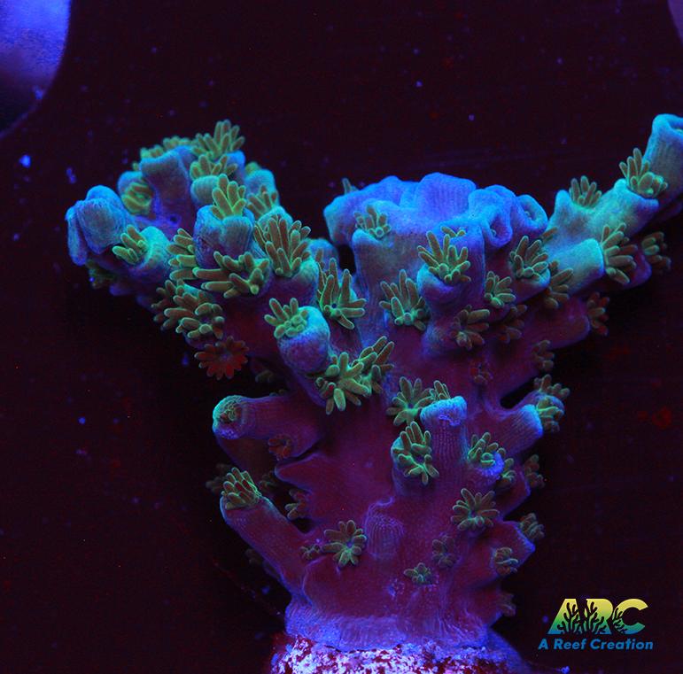 ARC Blueberry Echinata