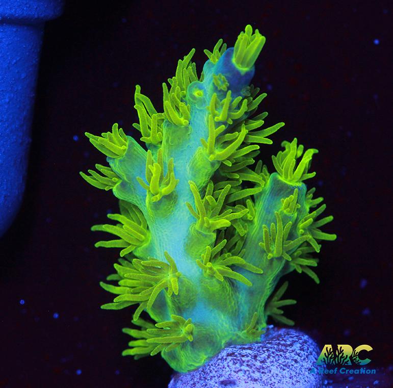 RRC Marvin the Martian