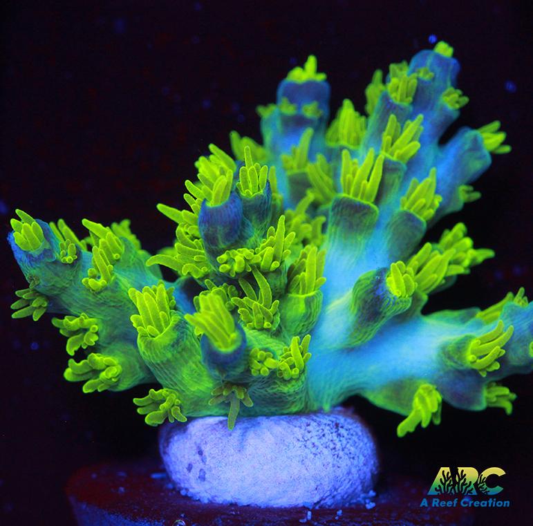 RRC Marvin the Martian