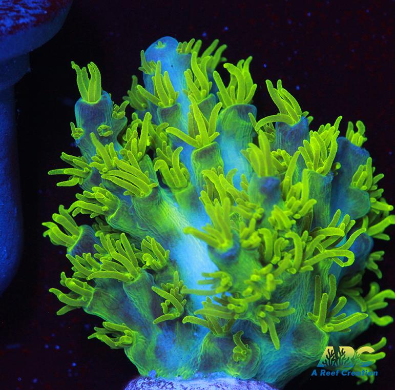 RRC Marvin the Martian