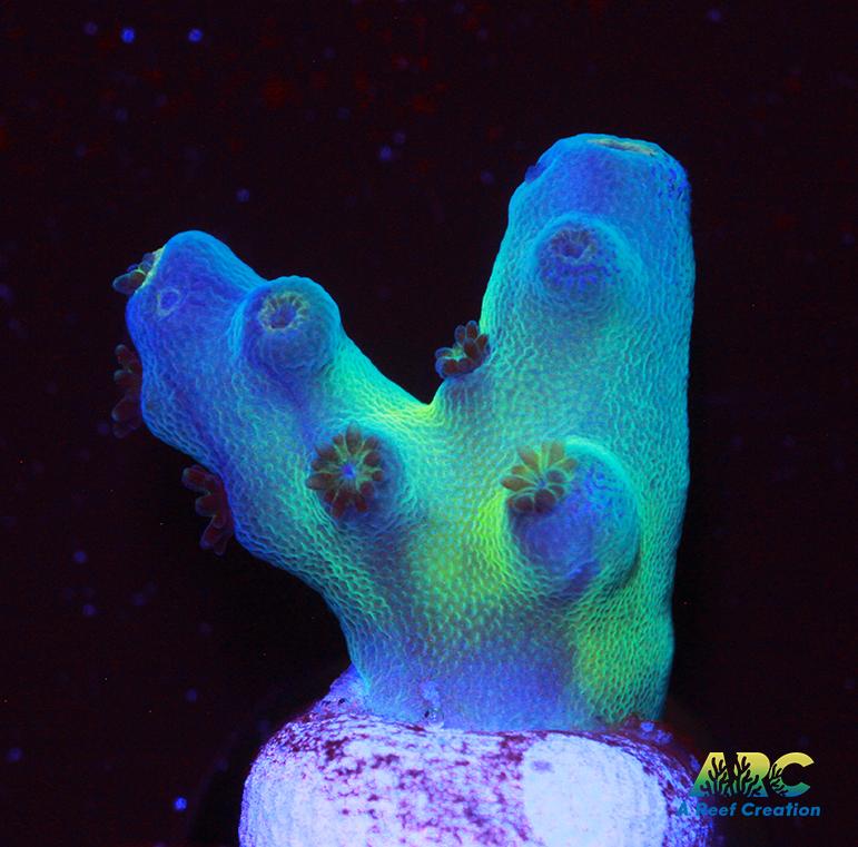 Reef Gen Blueberry Fantasy Granulosa