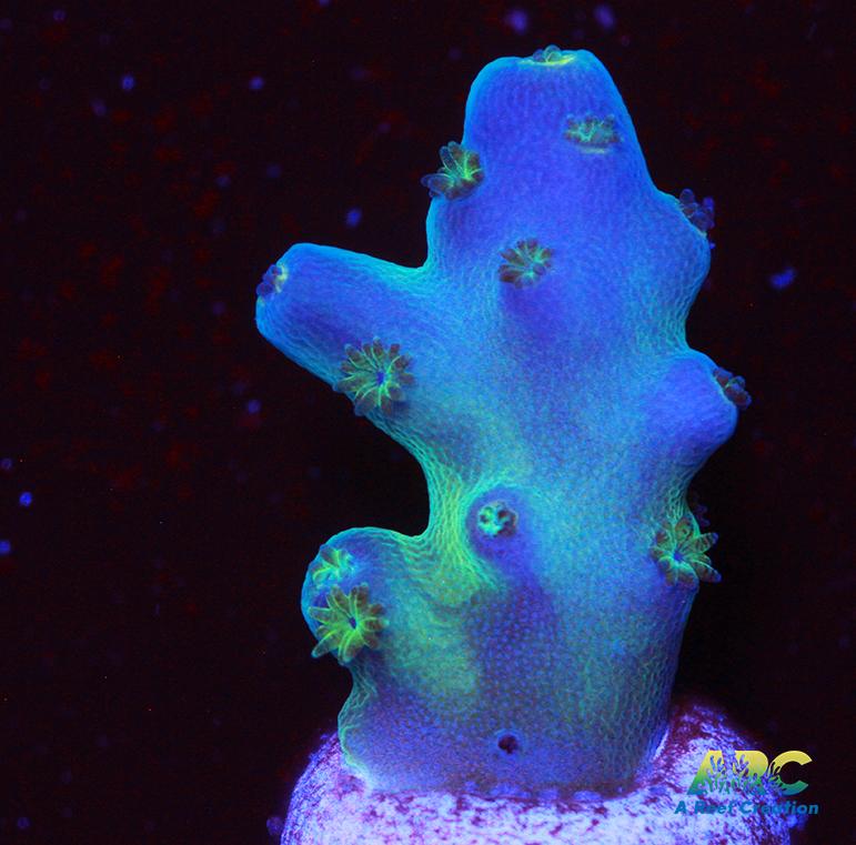 Reef Gen Blueberry Fantasy Granulosa