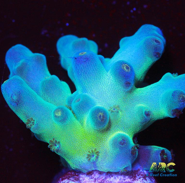 Reef Gen Blueberry Fantasy Granulosa