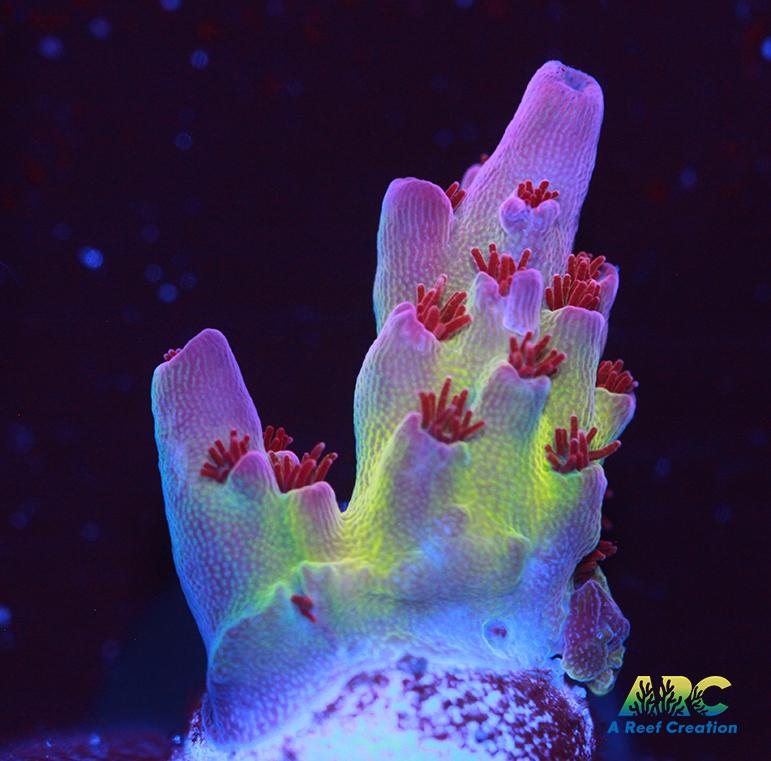 ARC Patrick Star Table