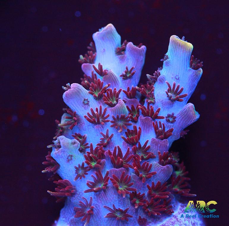 ARC Cotton Candy Acro