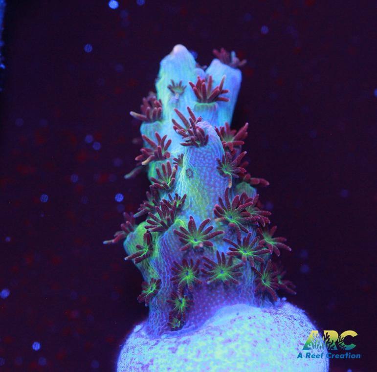 ARC Cotton Candy Acro