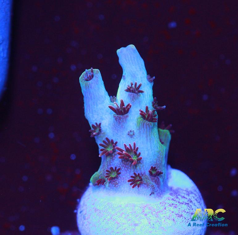 ARC Cotton Candy Acro