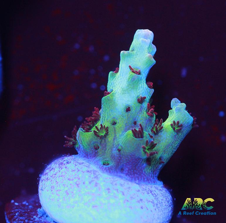 ARC Cotton Candy Acro