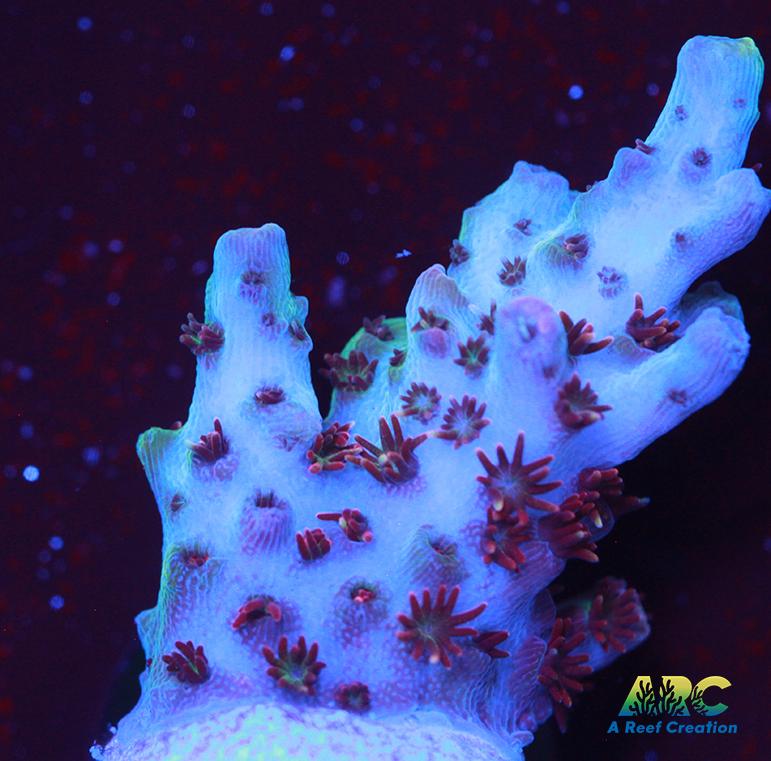 ARC Cotton Candy Acro