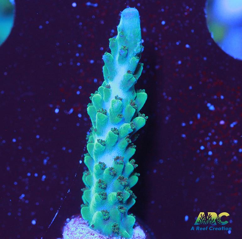 Green Stag Acro