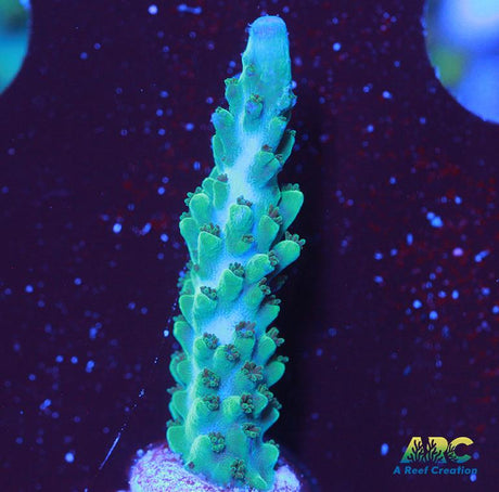Green Stag Acro