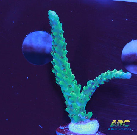Green Stag Acro