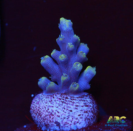 IDFK Acro