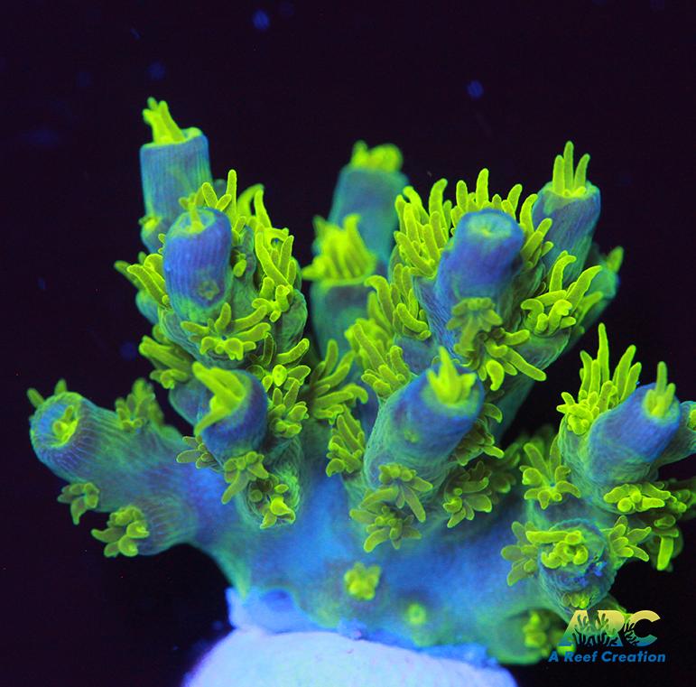 RRC Marvin the Martian