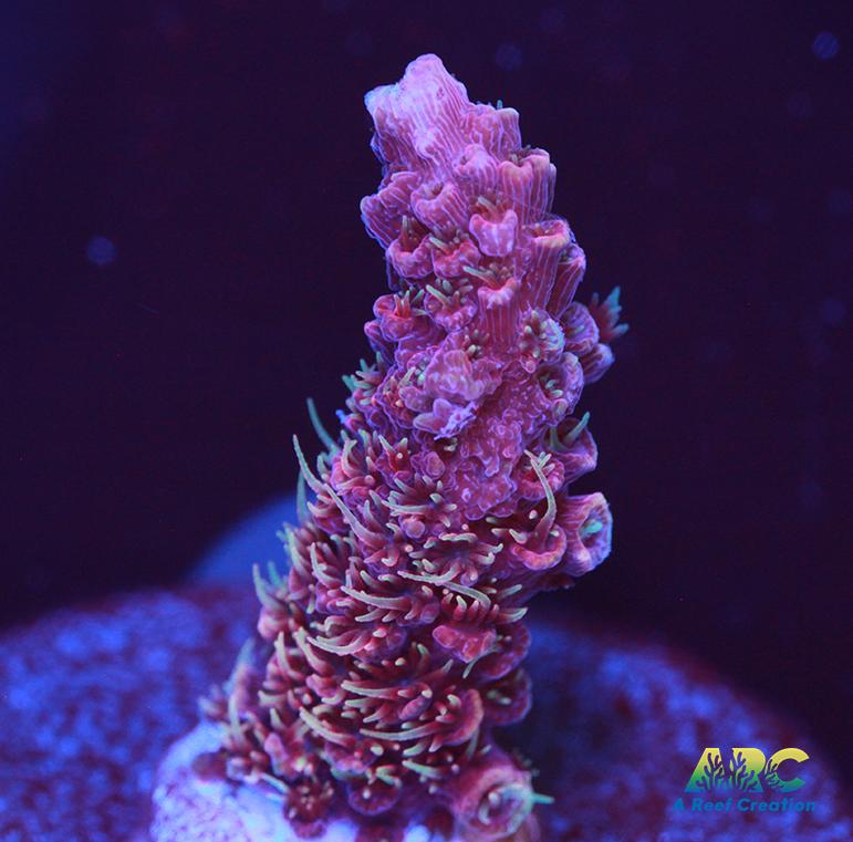 ARC Strawberry Spath