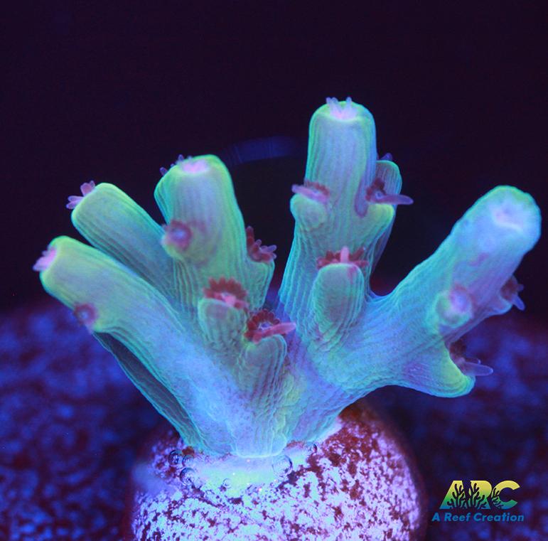 BK Chem Creme de la Creme