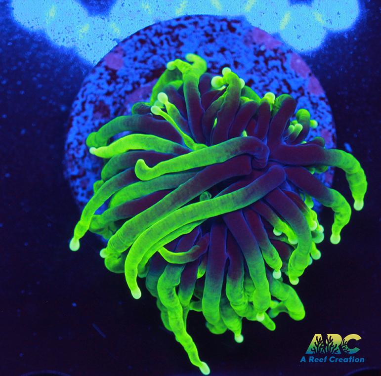 ARC Shock Tart Torch