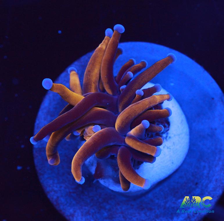 ARC Indo Orange Torch