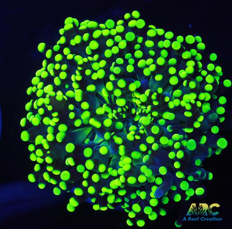 ARC Neon Frogspawn