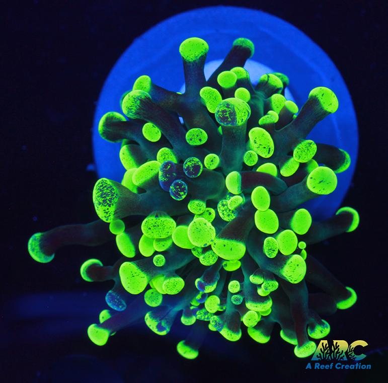 Neon Splatter Hammer