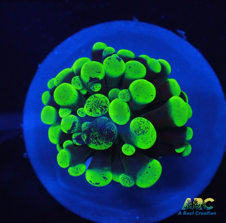 Neon Splatter Hammer