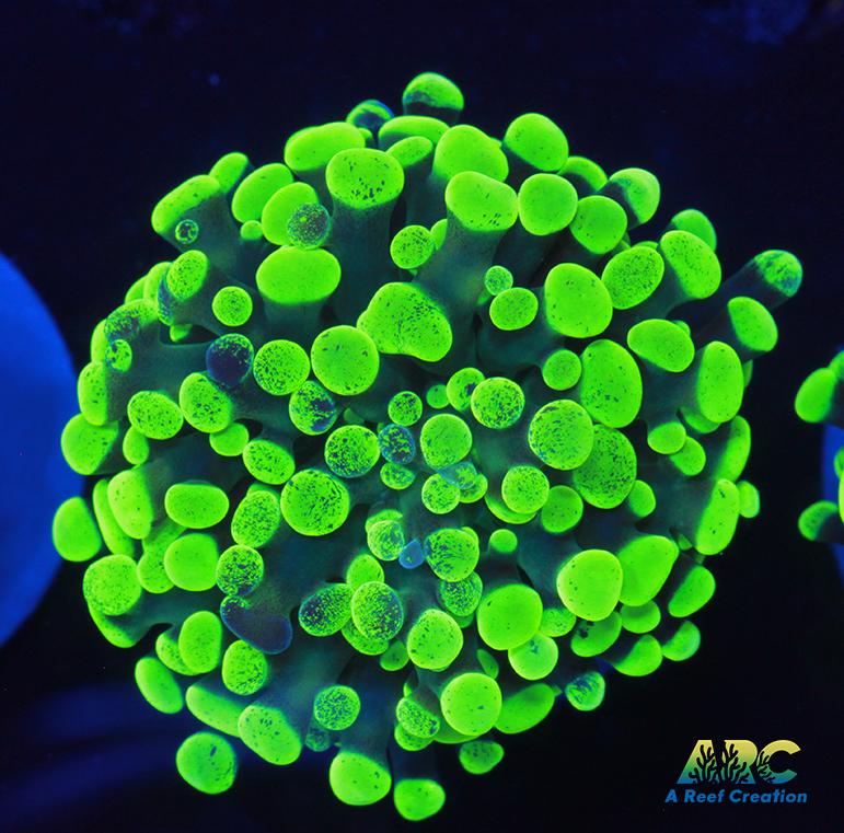 Neon Splatter Hammer