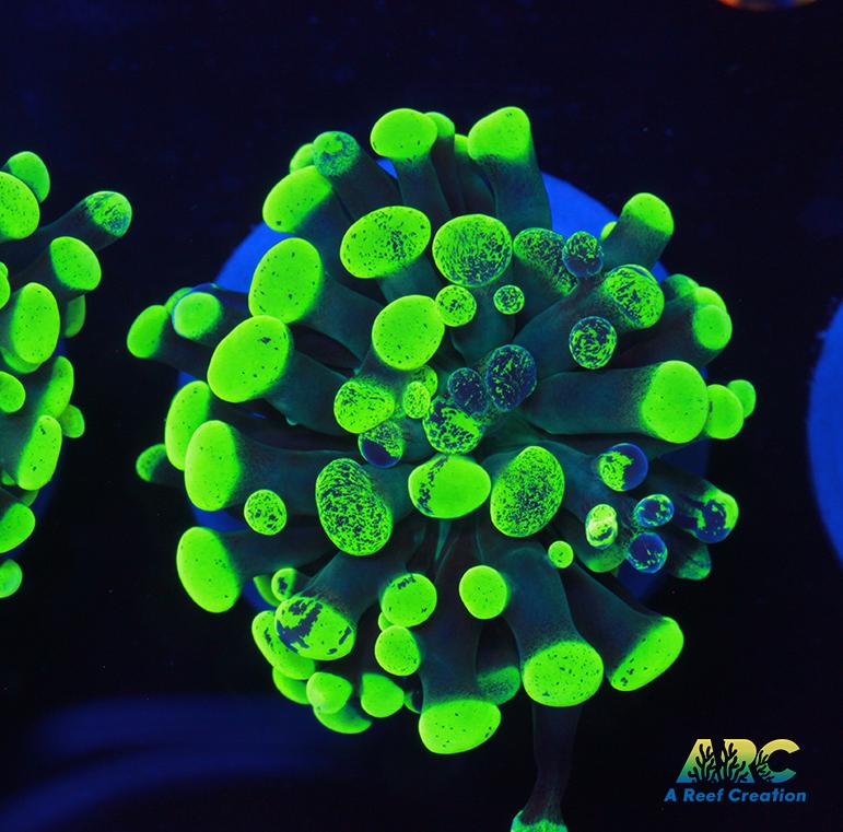 Neon Splatter Hammer