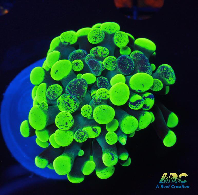 Neon Splatter Hammer