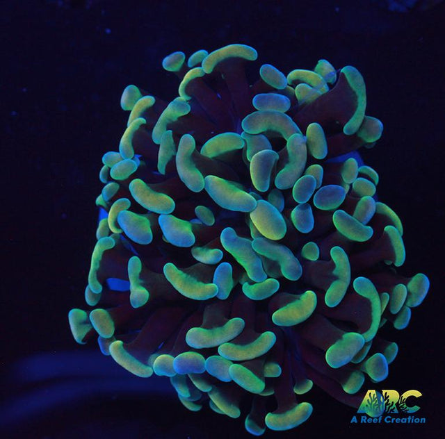 Gold Green Branching Hammer