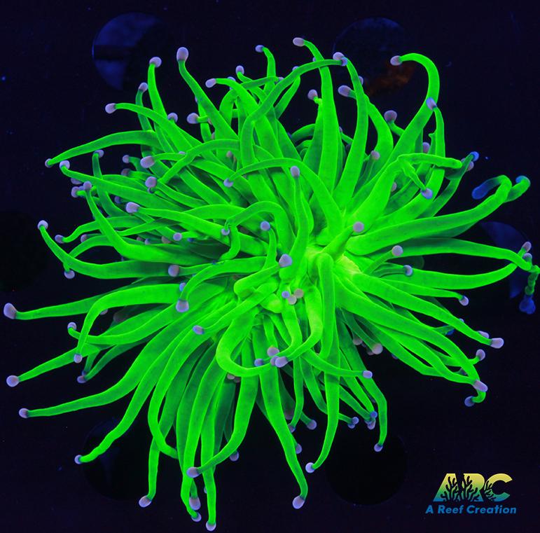 ARC Brighter than Todd's Torch