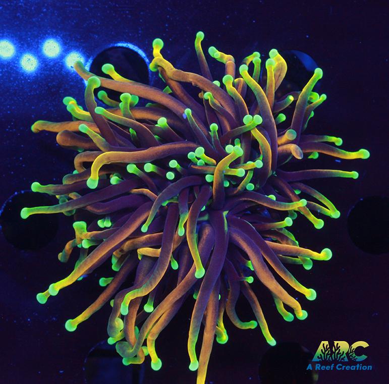 OG Dragon Sould Torch Splitting Head