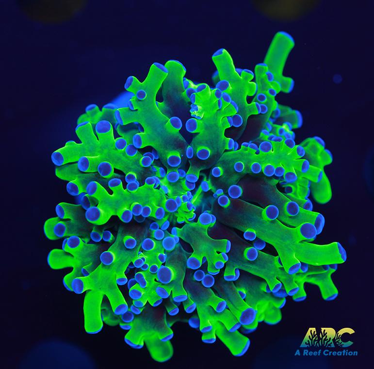 Bicolor Branching Frogspawn