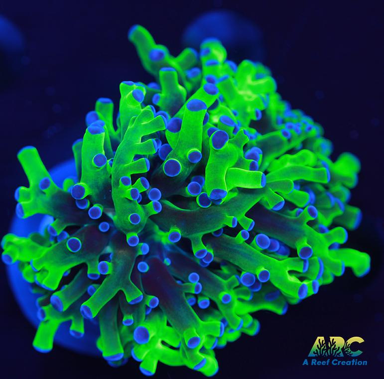 Bicolor Branching Frogspawn