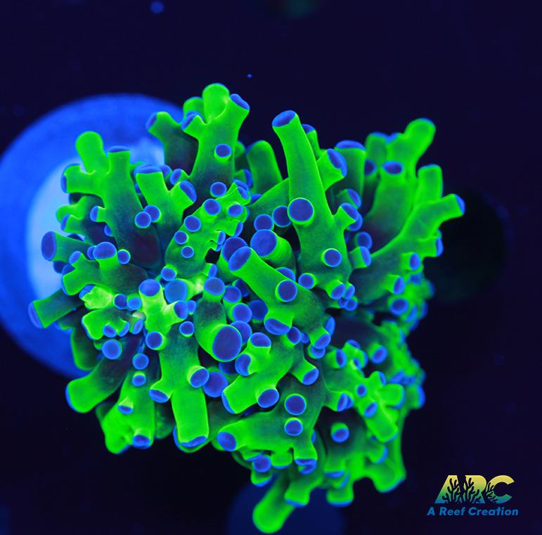 Bicolor Branching Frogspawn