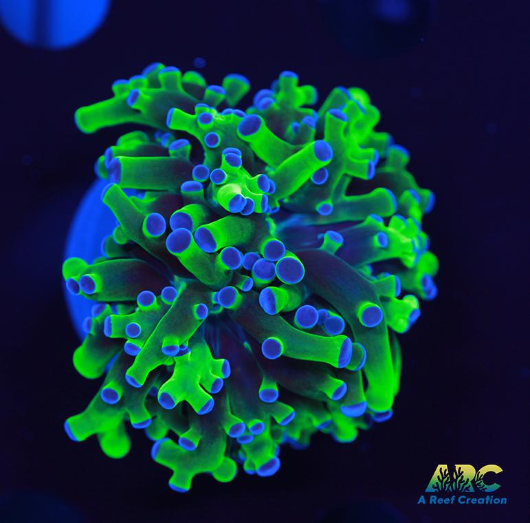 Bicolor Branching Frogspawn