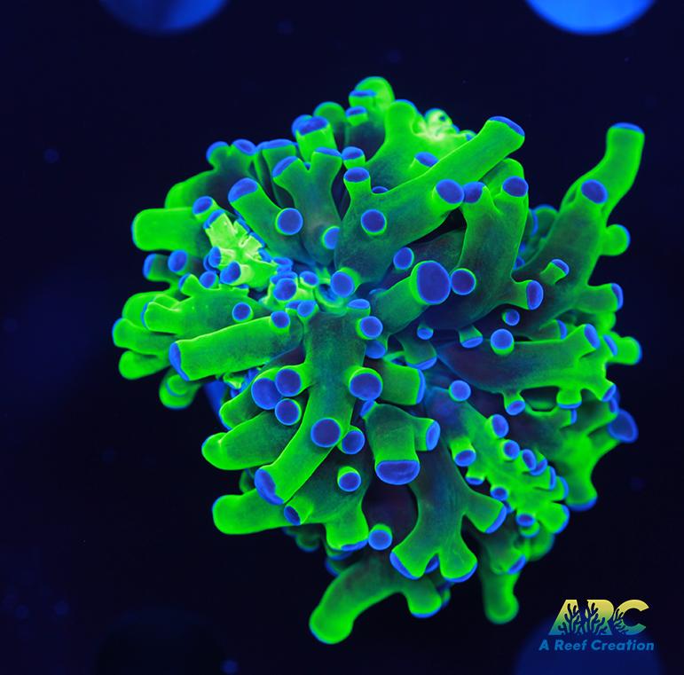 Bicolor Branching Frogspawn