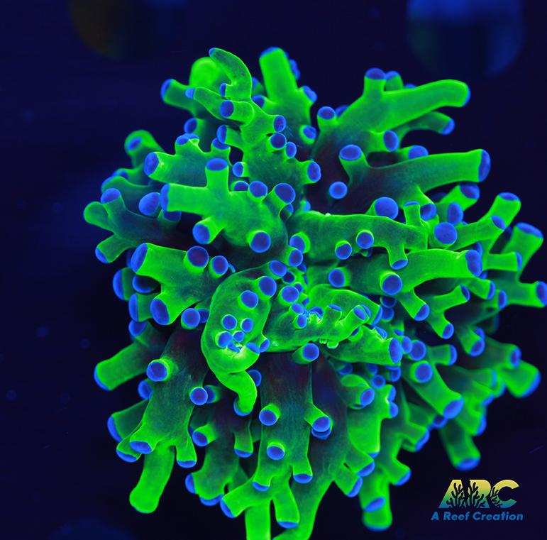 Bicolor Branching Frogspawn