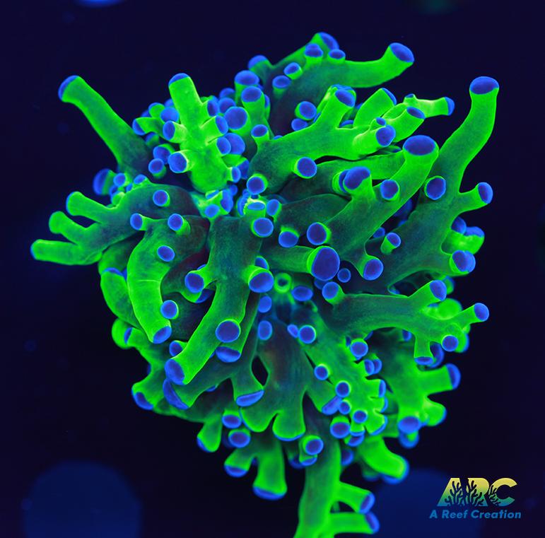 Bicolor Branching Frogspawn