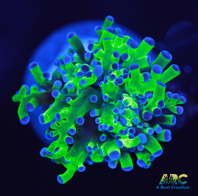 Bicolor Branching Frogspawn