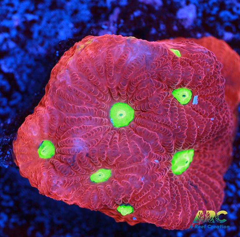 Bicolor War Coral