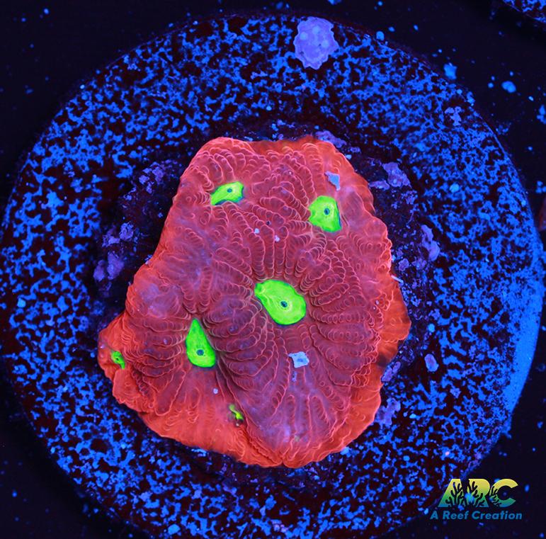 Bicolor War Coral