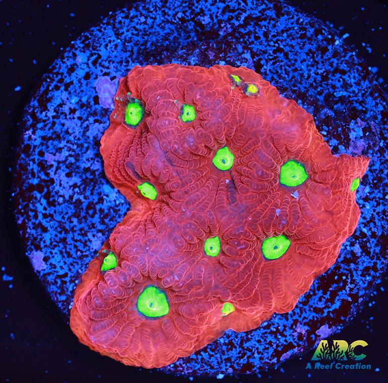 Bicolor War Coral